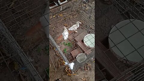 os patos cresceram