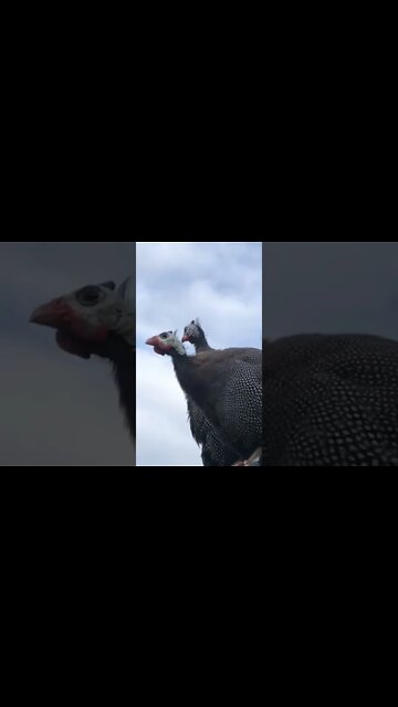 Female guinea fowl calls