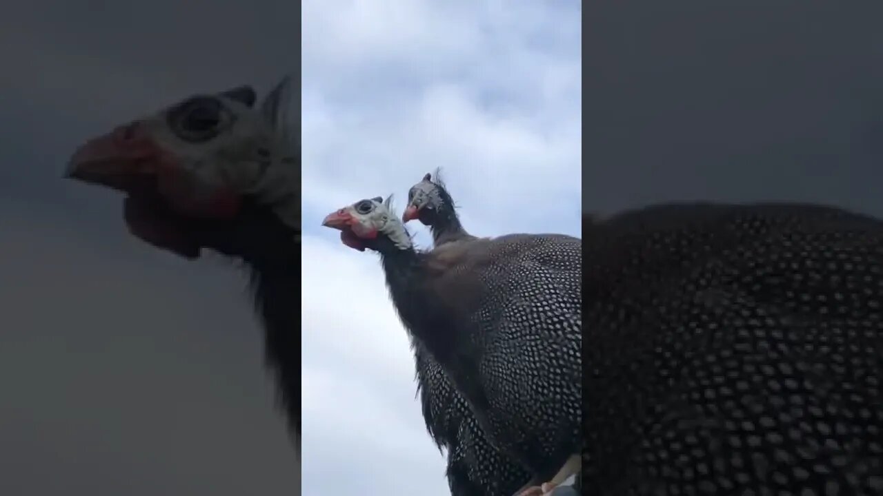 Female guinea fowl calls