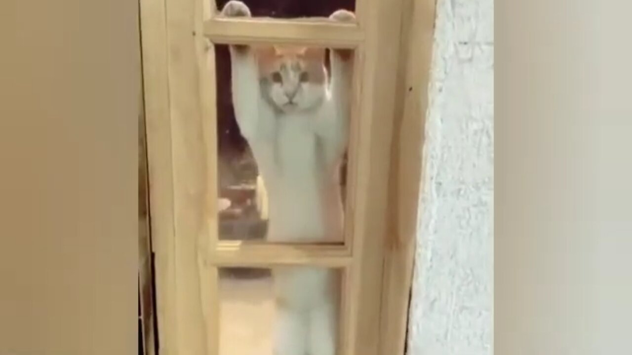 Mama cat funny moment | cute cat | funny pet | comedy video | funny video