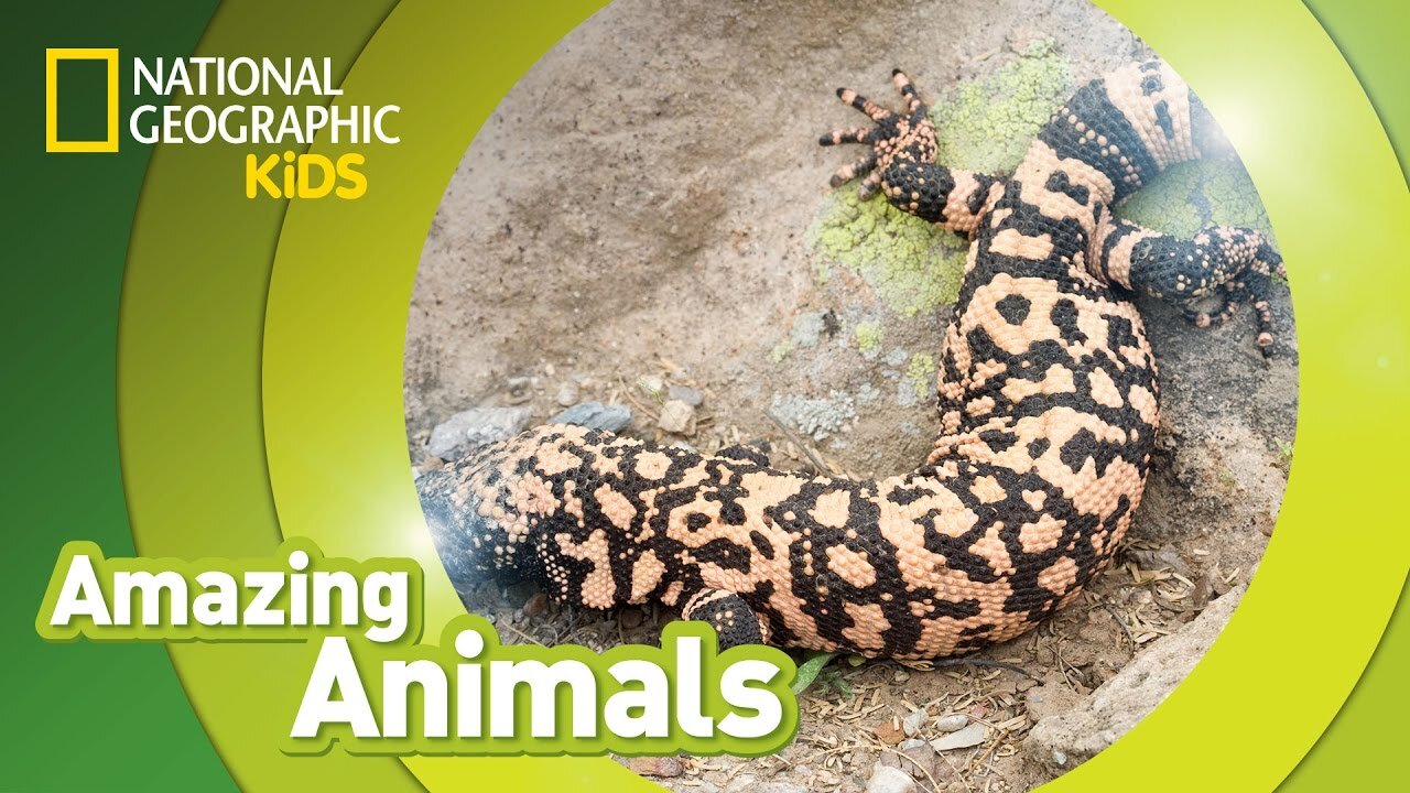 Gila Monster | Amazing Animals