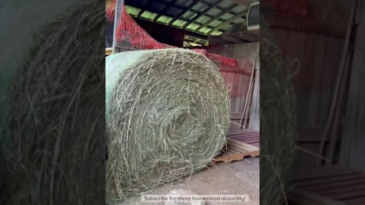 This could have been BAD // How Not to Move a Round Bale #shorts