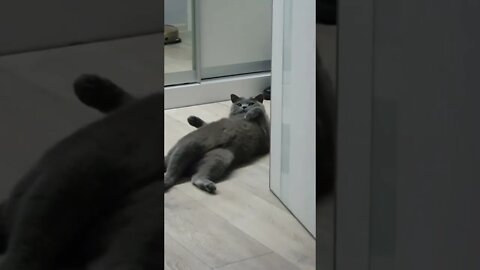 #shorts Смешные Коты Из Тик Тока 24 Funny Cats From TikTok