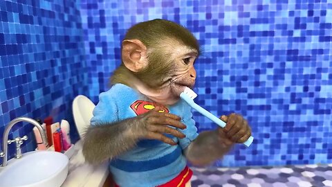 Funny animals video
