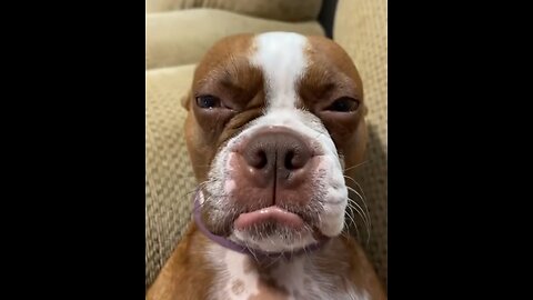 The Face When Your Doggos Tired Of Your Funny BS | Cute Animals Compilation