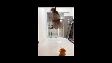😂Funniest Cats and Dogs! 😍Best Animal Videos! 🤣#shorts #viral #comedy