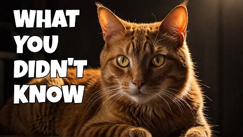 The Dark Secrets of Orange Cats