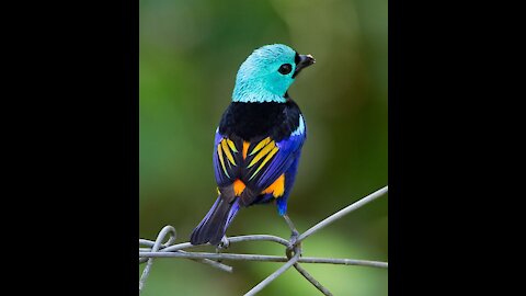 Cute little colorful bird