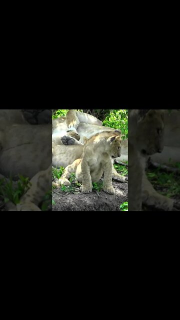 Cute Lion Cubs | Saturday #shorts