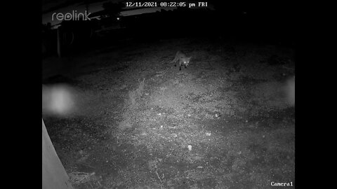 Fox looking for food