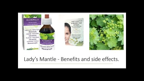 Lady's Mantle Herb - Benefits & Uses