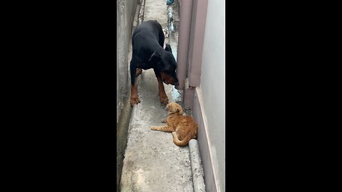 Doberman dog is scared of stray cat