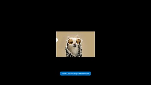 Funny animals video