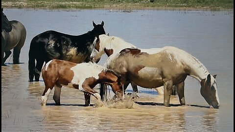 WHOA Wild Horses of America Ep 3 McCullough Peaks in Wyoming by Karen King
