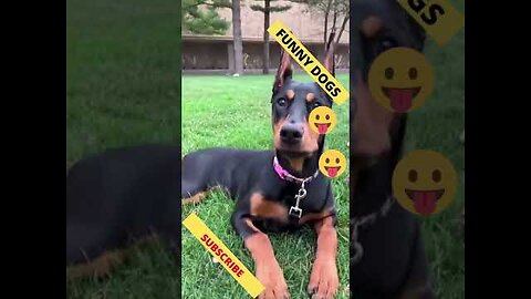 Cute And Funny puppies doing funny things Videos🤣Funny Animal Videos 2022🤣
