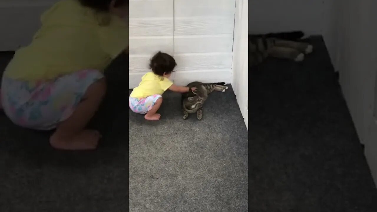 Baby Aggressively petting a pregnant cat. Will she get bit?
