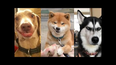 FUNNY DOG VIDEO 2021 😂🤣 | PETS LOVER USA