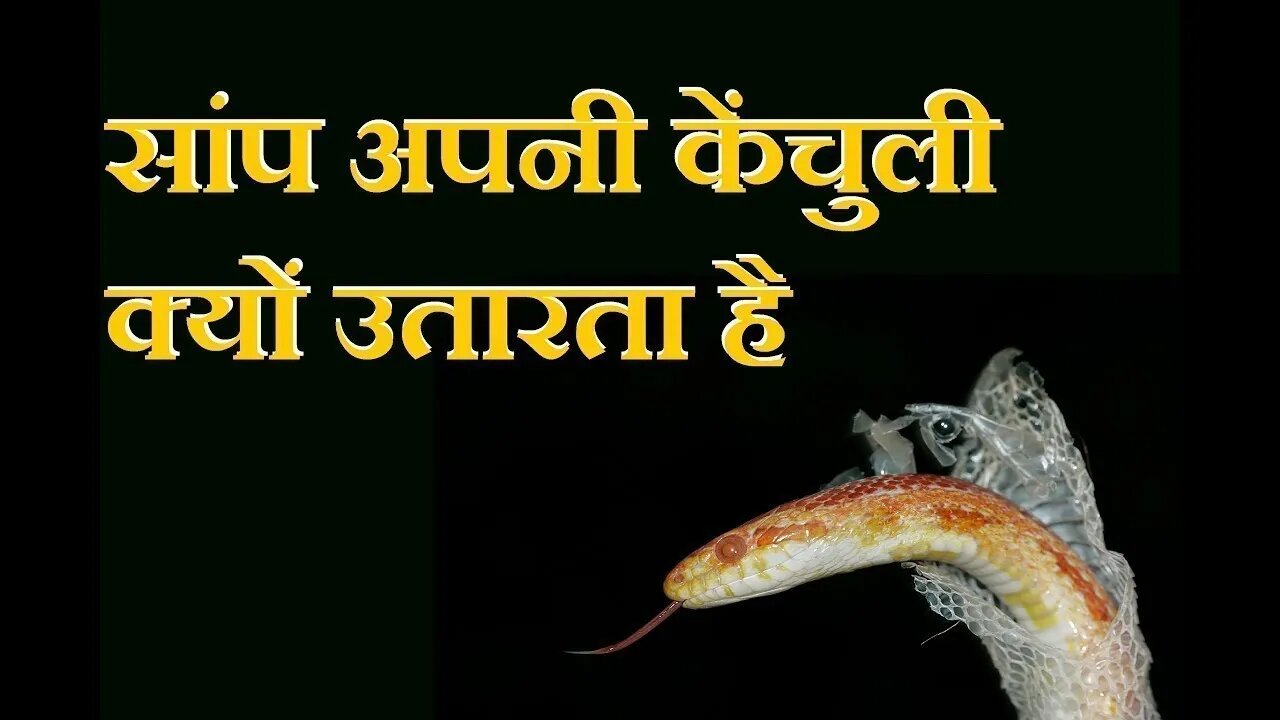 सांप केंचुली क्यों उतारता है