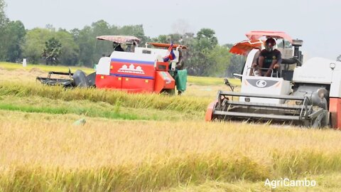 Rice harvesting in Cambodia 🌾