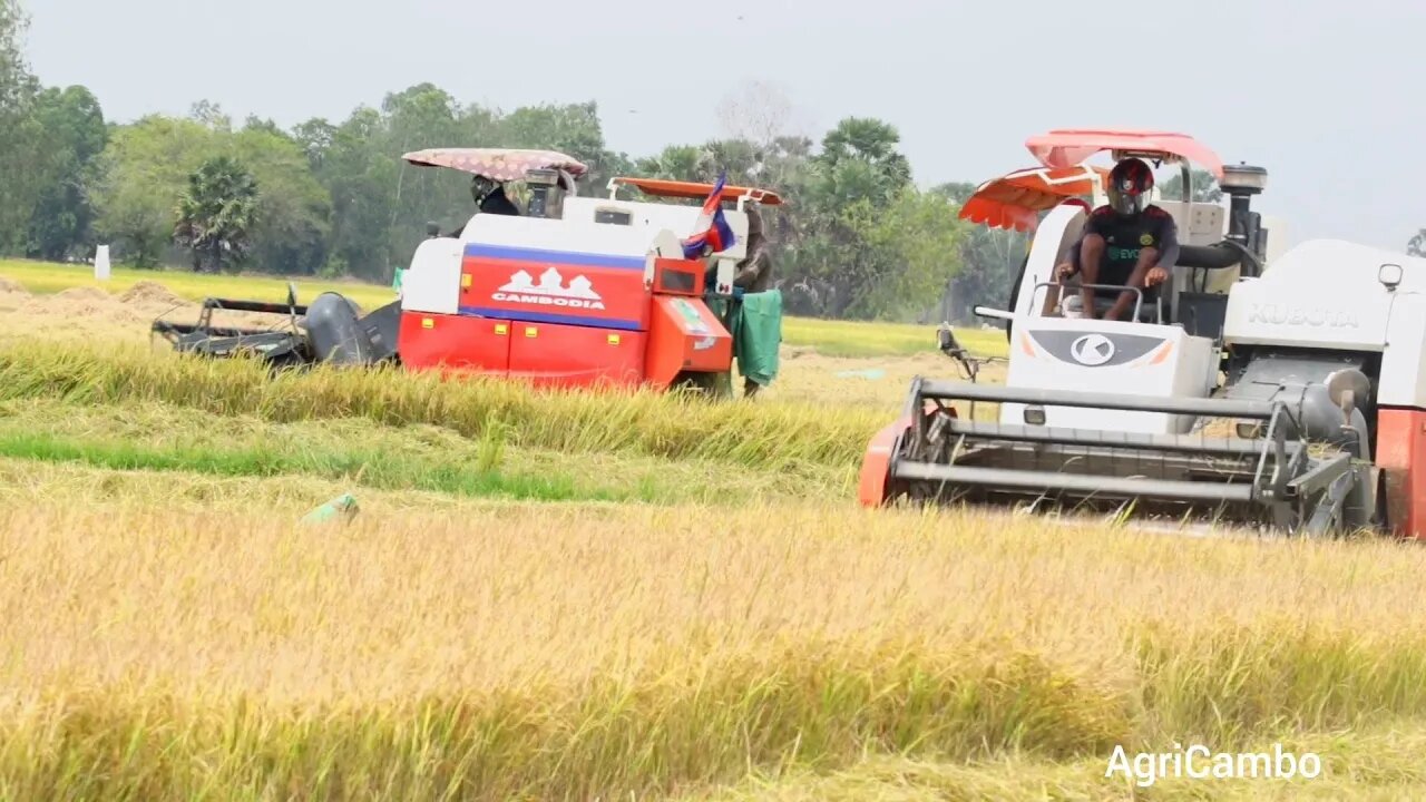 Rice harvesting in Cambodia 🌾