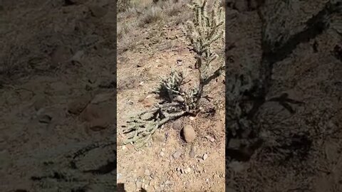 I Crashed Into a Cactus