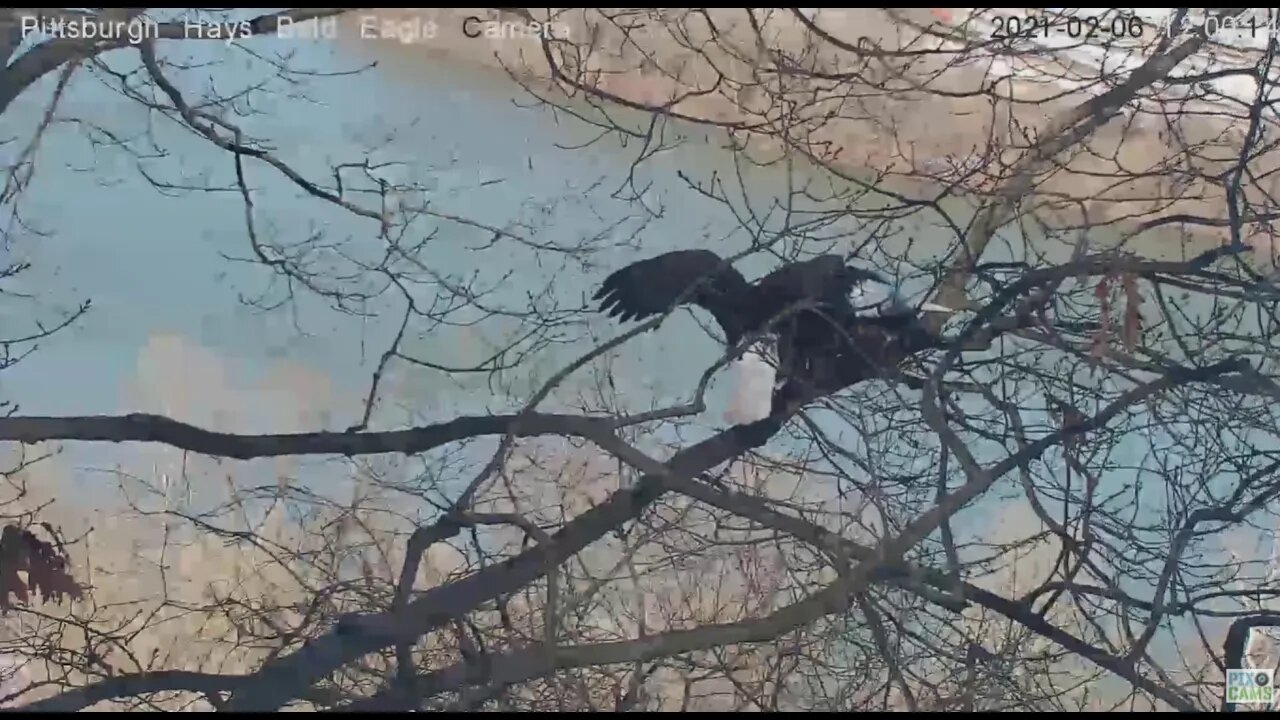 Hays Eagles Dad and Mom mating at loveseat branch 2021 02 06 1200PM