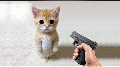Funny Cat video 2024 #Funny videos #Funny cats video