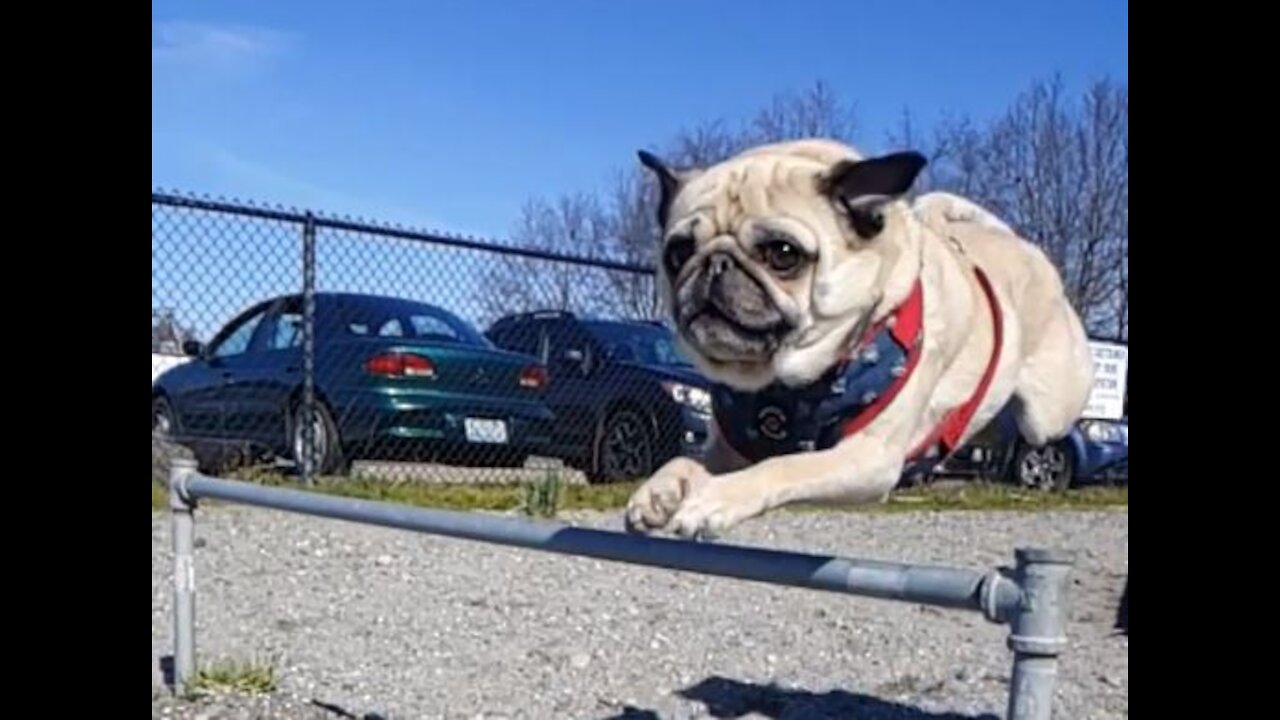 Pug Hurdle