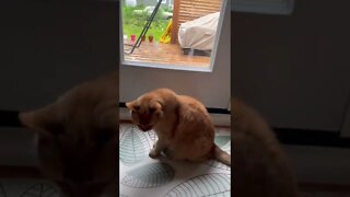 My cat wants to go outside in the rain