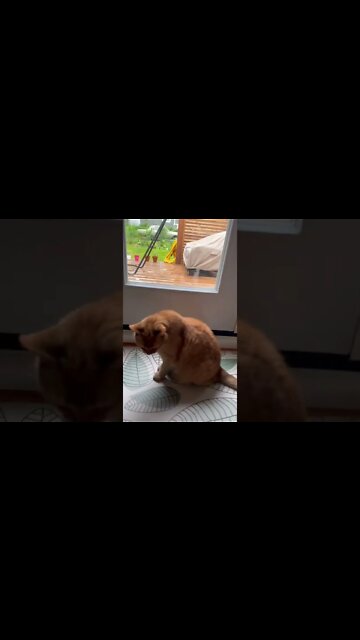 My cat wants to go outside in the rain