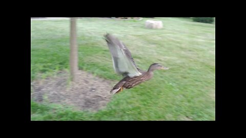 Our first duck's first flight!