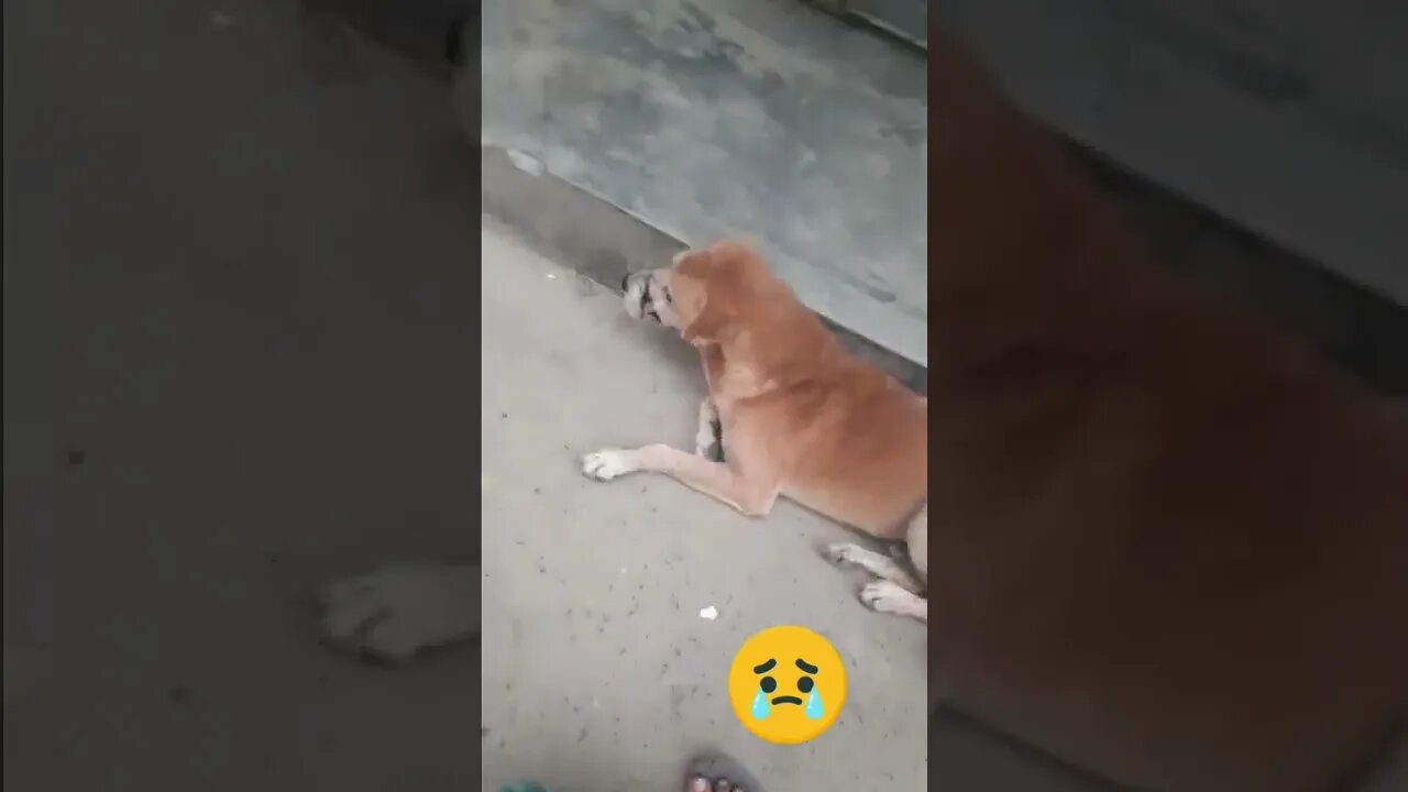 কুকুরটির নাক কেটে জিলবা বের হয়ে গেছে #shorts #dog #kukur