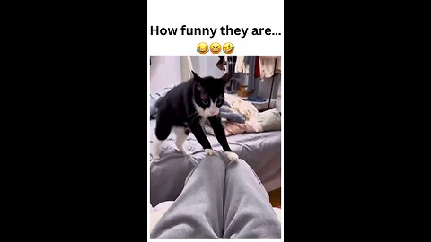 How funny are cats? 😂 Their quirky antics never fail to make our day! 🐾 #CatHumor #FunnyPets