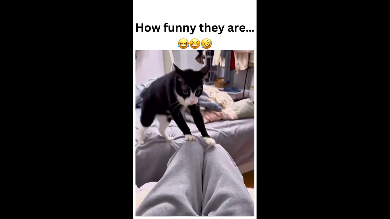 How funny are cats? 😂 Their quirky antics never fail to make our day! 🐾 #CatHumor #FunnyPets