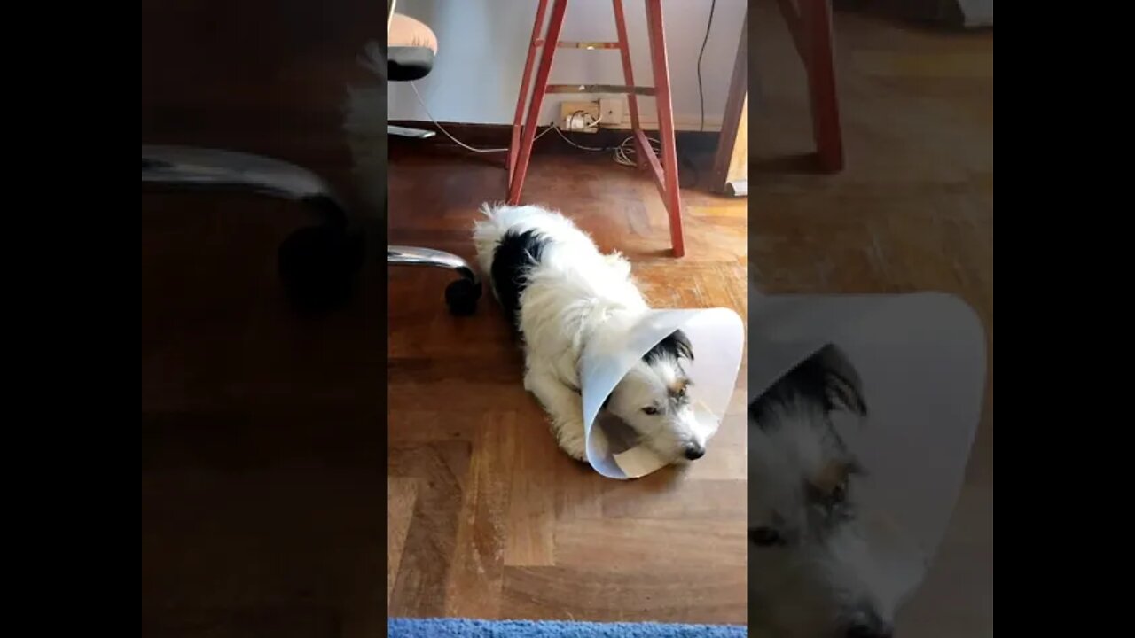 Jack is not feeling well, but getting better. Give him some loving