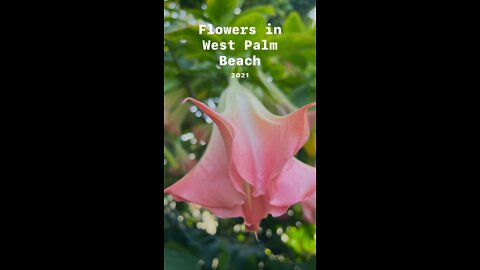 Flower in palm beach’s