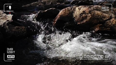 Whispers Of The Wild | Zen Asmr # 252