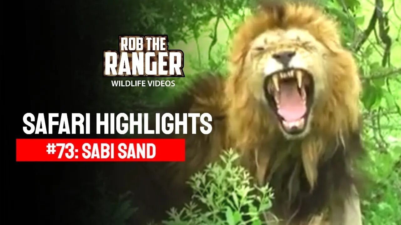 Safari Highlights #73: 14, 15, 19, 22-24 Nov 2010 | Sabi Sand NR | Latest Wildlife Sightings