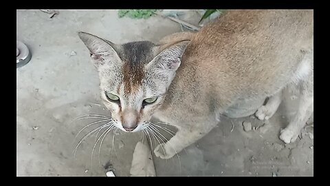 Looking for love