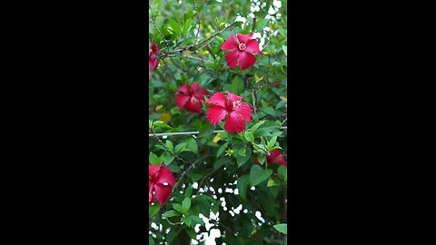 hibiscus flower veg recipe
