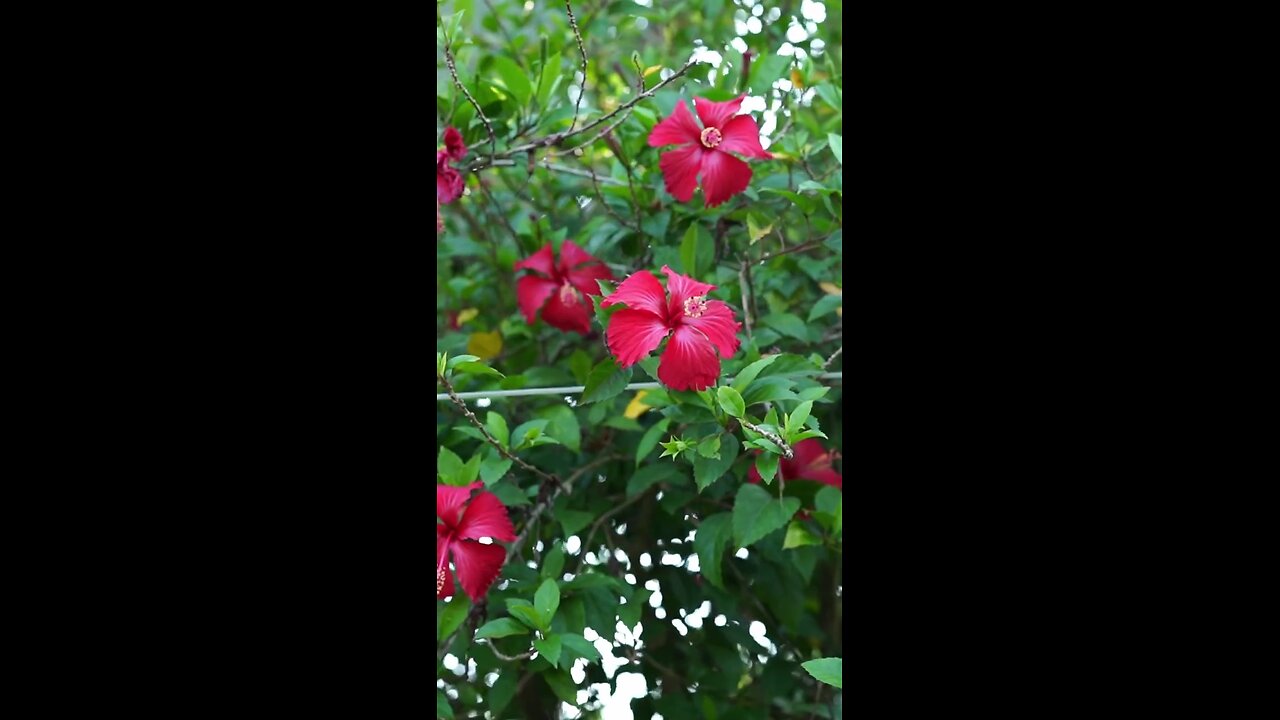 hibiscus flower veg recipe