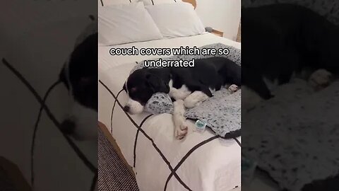 Dogs, Dogslover, Dogproducts, Dogsowners, 31
