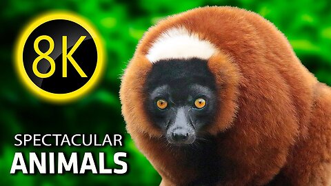 8K ULTRA HD: SPACE ANIMALS 8K ULTRA HD I 8K Best Animals & 8K Relaxing Music