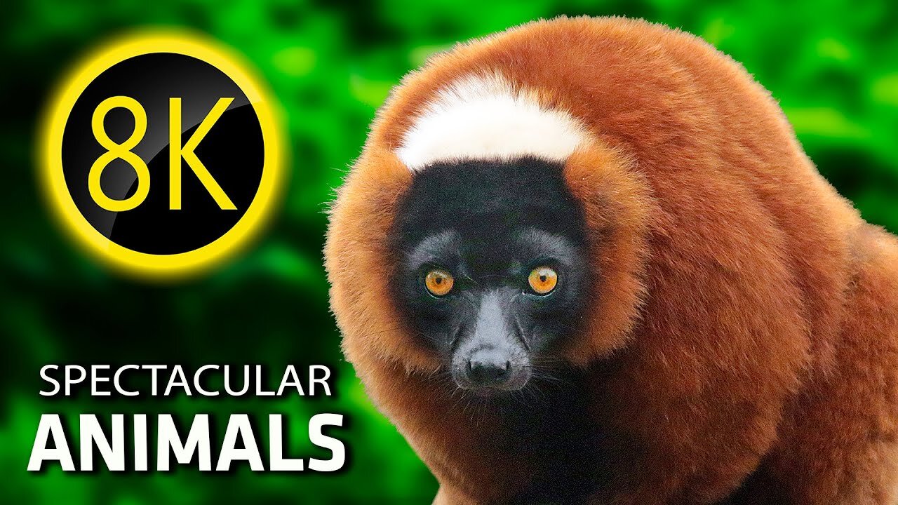 8K ULTRA HD: SPACE ANIMALS 8K ULTRA HD I 8K Best Animals & 8K Relaxing Music