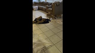 Puppy Bottles