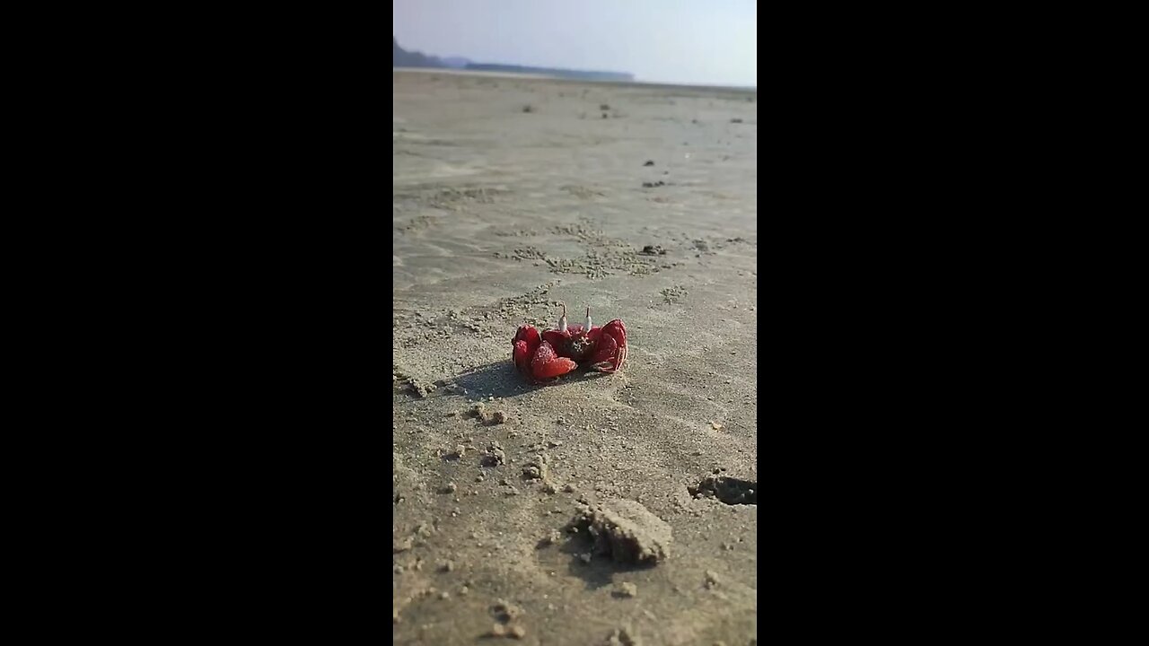 Crab