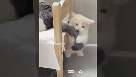 cute cat videos 😹 funny videos 😂 990 😻#shorts #shortsfunny #cutecat #catvideos #cats #catscare #cat