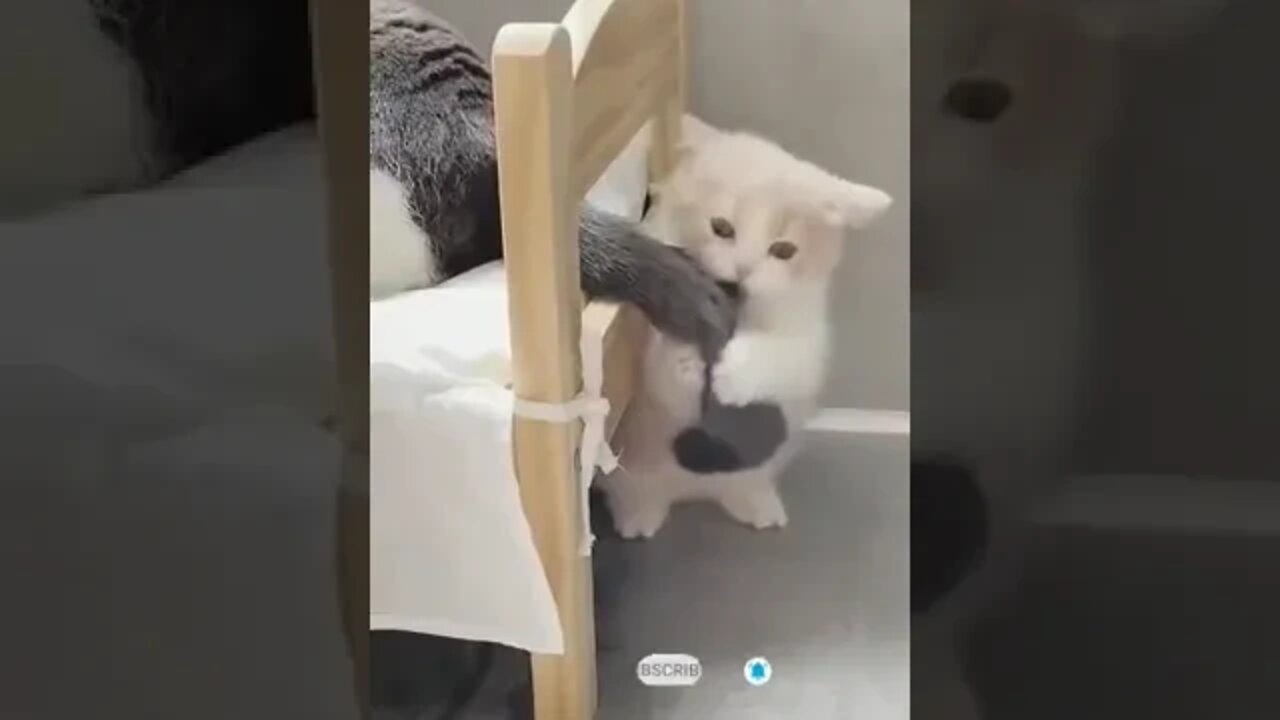 cute cat videos 😹 funny videos 😂 990 😻#shorts #shortsfunny #cutecat #catvideos #cats #catscare #cat
