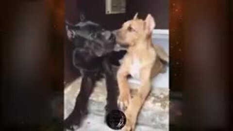 Funny animal videos