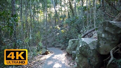 【4K】Australian City Jungle